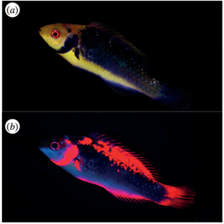 Illustration for article titled Amazing Reef Fish Glow in the Dark But Remain Invisible to Predators